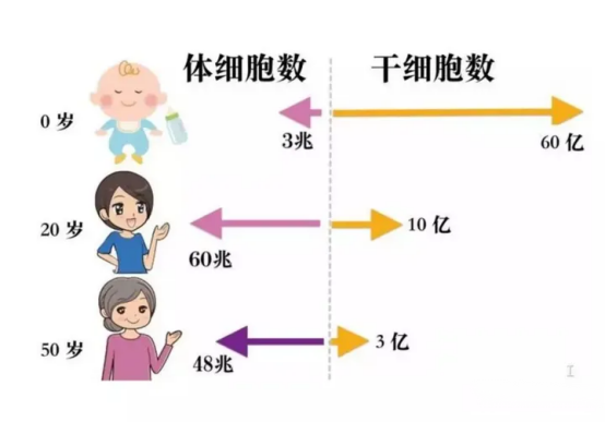 干細胞到底能做些什么？