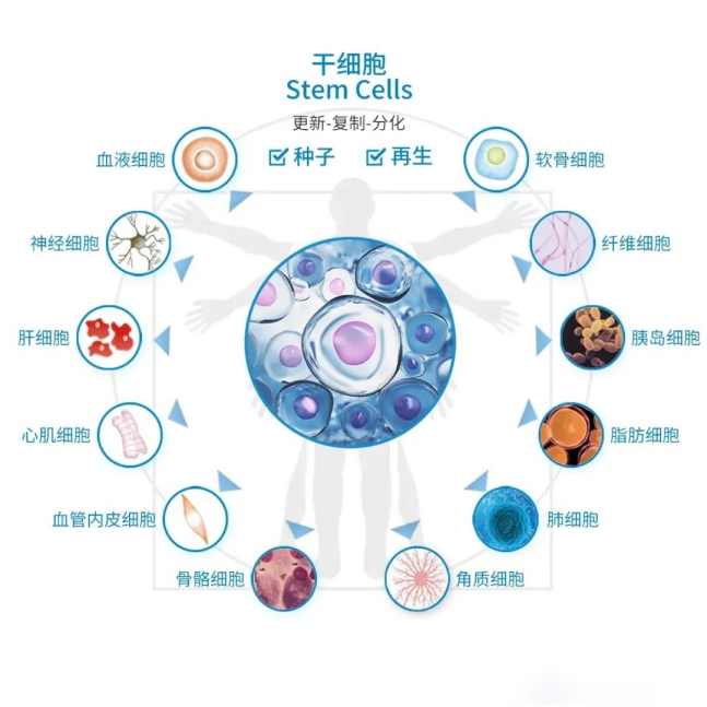干細胞會不會篡改基因？